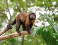 Brown capuchin monkey Royalty Free Stock Photo
