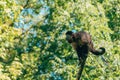 Brown capuchin monkey on tree branch in summer Royalty Free Stock Photo