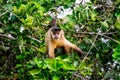 Brown Capuchin monkey watching closely Royalty Free Stock Photo