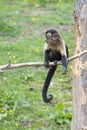 Brown Capuchin sitting in a tree Royalty Free Stock Photo