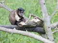 Brown Capuchin sitting in a tree Royalty Free Stock Photo