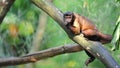 Brown capuchin on a tree branch Royalty Free Stock Photo