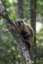 Brown Capuchin in a tree Royalty Free Stock Photo