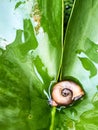 Brown carcass snail shell, shiny lotus leaf Royalty Free Stock Photo