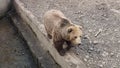 Brown Carpathian bear at the Zoo of Targu Mures Romania Royalty Free Stock Photo