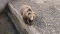 Brown Carpathian bear at the Zoo of Targu Mures Romania Royalty Free Stock Photo