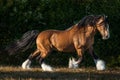 A brown cart horse running freely