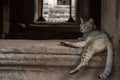 Brown cat in ancient temple, Angkor Wat, Cambodia. Lazy cat resting on historical building. Angkor Wat tourist photo