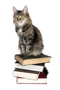 Brown cat on a books Royalty Free Stock Photo