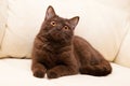 Brown cat British Shorthair Royalty Free Stock Photo