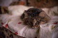 Brown cat lying on the couch and looking at the owner Royalty Free Stock Photo