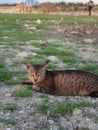 brown cat in the field Royalty Free Stock Photo