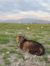 brown cat in the field Royalty Free Stock Photo