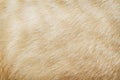 Brown cat fur patterns for background or texture Royalty Free Stock Photo