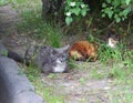 Brown cat and a gray cat are lying on the lawn near the curb Royalty Free Stock Photo