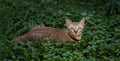 Brown cat, hunter ambush prey in nature background Royalty Free Stock Photo