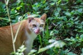 Brown cat licks her lips on green tree blurred background. Royalty Free Stock Photo