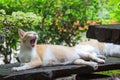 Brown cat licks her lips on green tree blurred background. Royalty Free Stock Photo