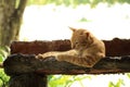 Brown cat lie down in the log gutter Royalty Free Stock Photo