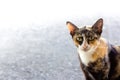 Brown cat look at you with big eyes Royalty Free Stock Photo