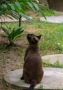 Brown cat looking at bird