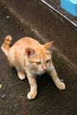 Brown cat looking at something on concrete floor Royalty Free Stock Photo