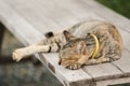 Brown cat lying on an old wooden chair Royalty Free Stock Photo