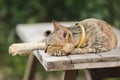 Brown cat lying on an old wooden chair Royalty Free Stock Photo