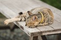 Brown cat lying on an old wooden chair Royalty Free Stock Photo