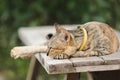 Brown cat lying on an old wooden chair Royalty Free Stock Photo