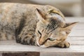 Brown cat lying on an old wooden chair Royalty Free Stock Photo