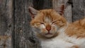 Brown cat resting on a bench in Iran