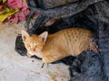 Brown cat resting pile of material Black plastic