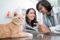 brown cat sits quietly as a couple of vets observe Royalty Free Stock Photo