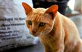 Brown cat sitting and looking Royalty Free Stock Photo