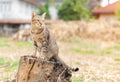 Brown cat sitting on a tree stump in the backyard Royalty Free Stock Photo