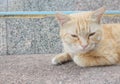 The Brown cat is sleeping, along the stairs