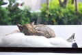 Brown cat sleeping in front of the bank door