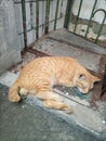 a brown cat sleeping peacefully on the iron stairs