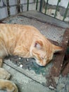 a brown cat sleeping peacefully on the iron stairs