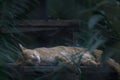 A brown cat sleeping peacefully on a wooden bench