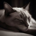 Brown cat sleeping on a white leather sofa. A cat sleeping on a bed with its eyes closed Royalty Free Stock Photo