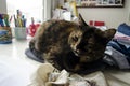 A brown cat sleeps on the desk of its human being