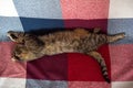 Brown cat with stained on sofa