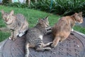 Brown cat , tabby cat and gray cat are sitting and lying down on manhole covers