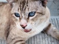 Brown cat threateningly opened mouth Royalty Free Stock Photo
