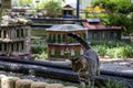 A brown cat walking over miniature train tracks surrounded by tiny homes and lush green trees, grass and plants