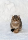 Brown cat on the white snow