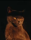 Brown cat with yellow eyes sat in darkness