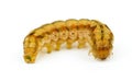 Brown caterpillar